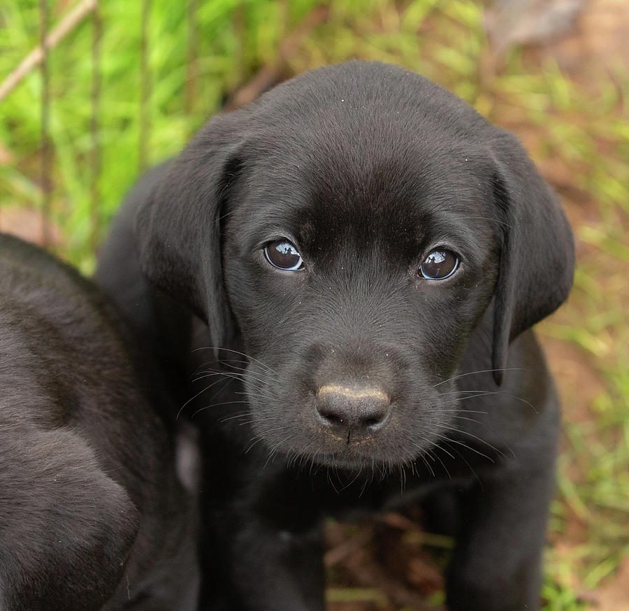 Black Labrador Retriever Puppy Photograph by Linda Arndt