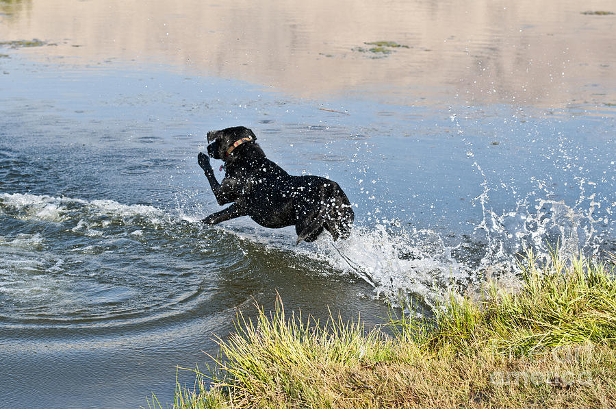 Black Labrador Retriever #14 Photograph by William H. Mullins