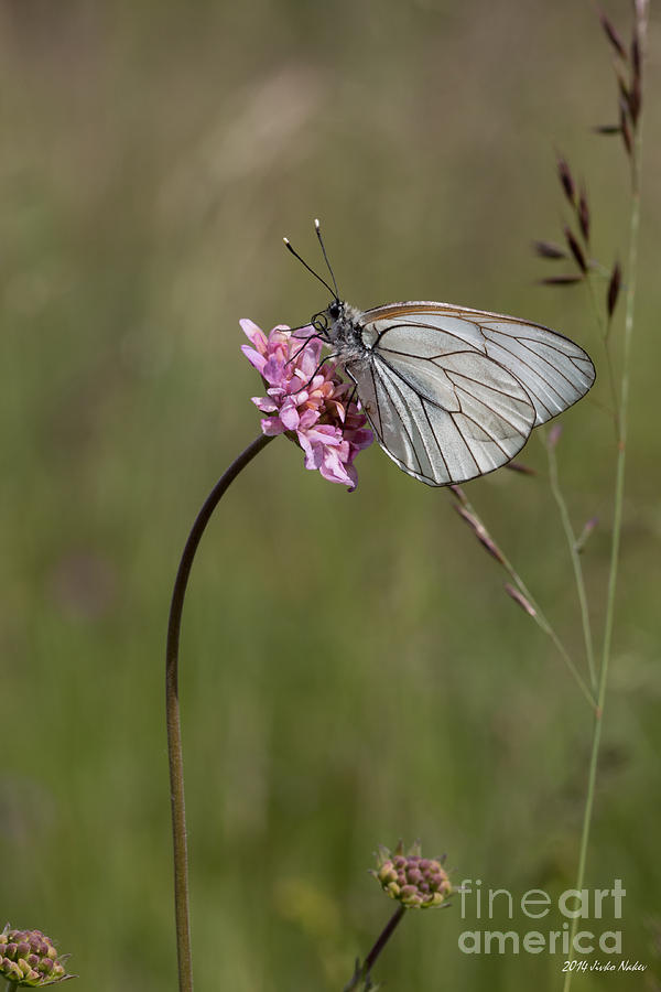 Black-veined White Butterfly #14 Photograph by Jivko Nakev