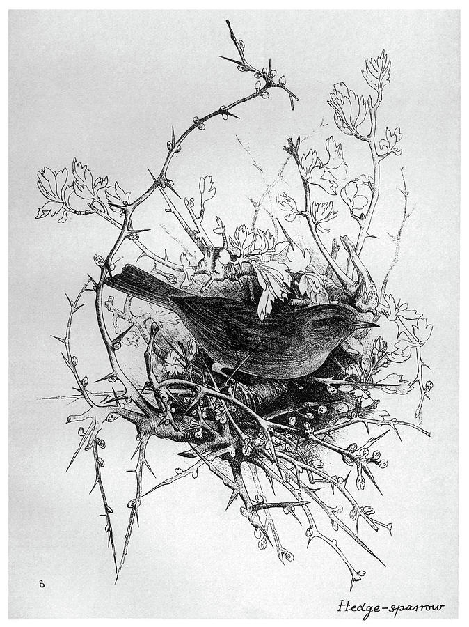 Blackburn Birds, 1895 #1 Drawing by Jemima Blackburn