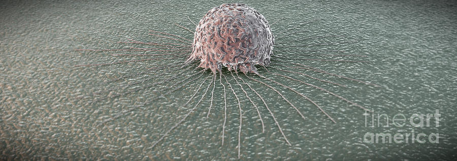 Breast Cancer Cell #14 Photograph by Science Picture Co