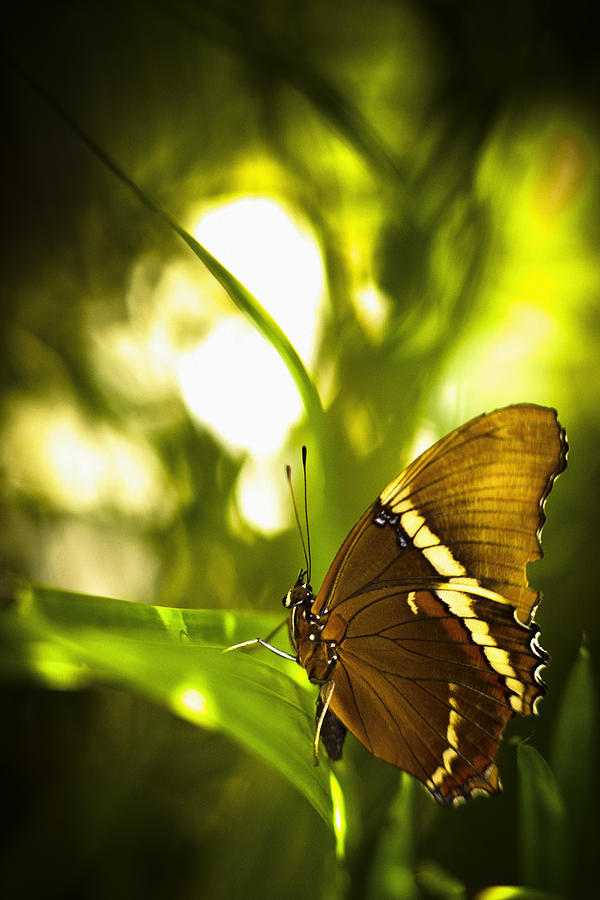 Butterfly Photograph