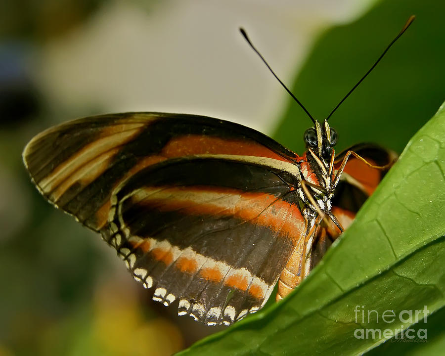 Butterfly Photograph - Butterfly #14 by Olga Hamilton