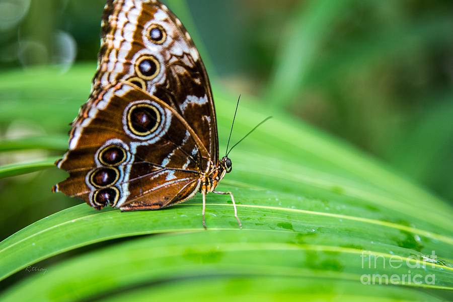 Butterfly #14 Photograph by Rene Triay FineArt Photos