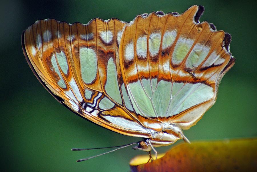 Butterfly #18 Photograph by Savannah Gibbs