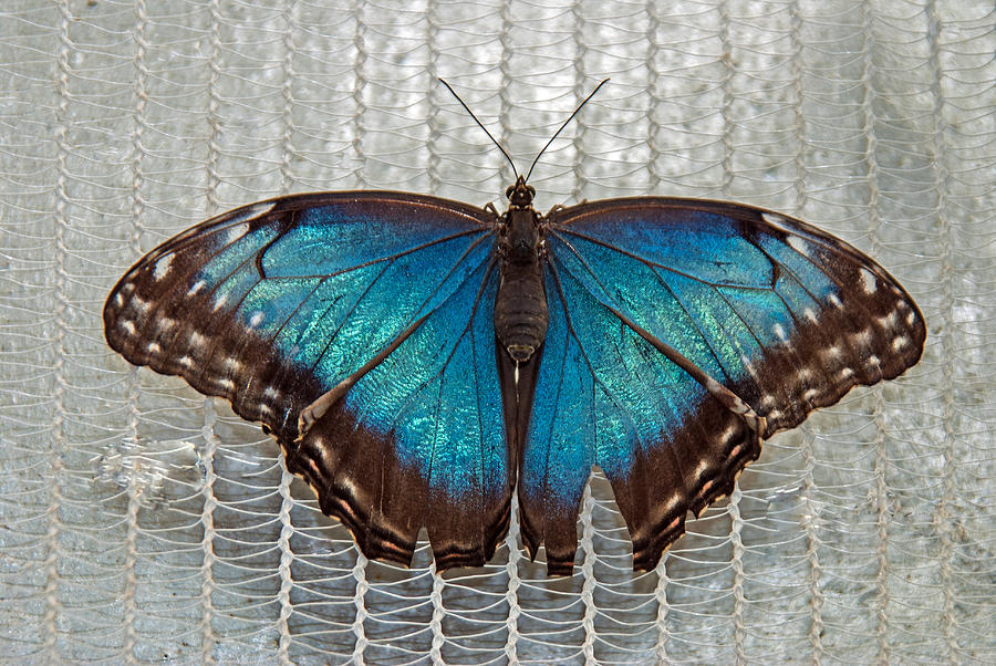 Blue Morpho Butterfly #1 Photograph by Tam Ryan