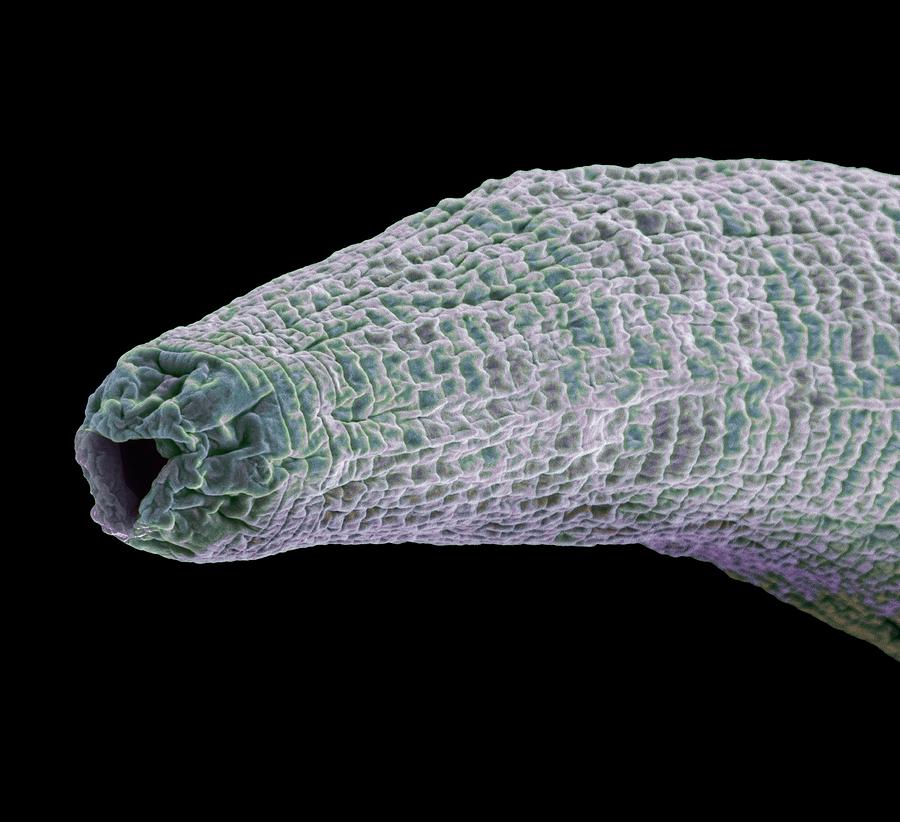C. Elegans Worm #14 Photograph by Steve Gschmeissner