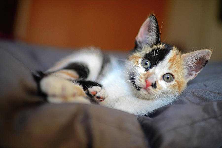 brown calico kitten
