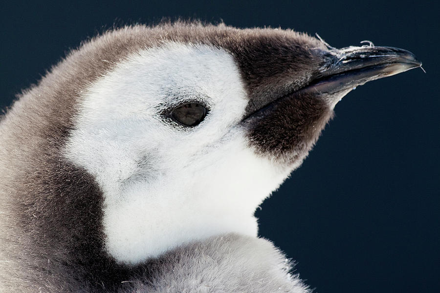 Penguin Photograph - Cape Washington, Antarctica #14 by Janet Muir
