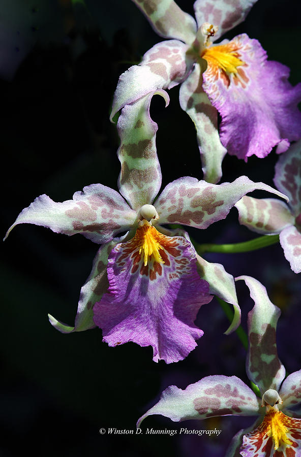 Cattleya Orchid Photograph - Cattleya Orchid #14 by Winston D Munnings