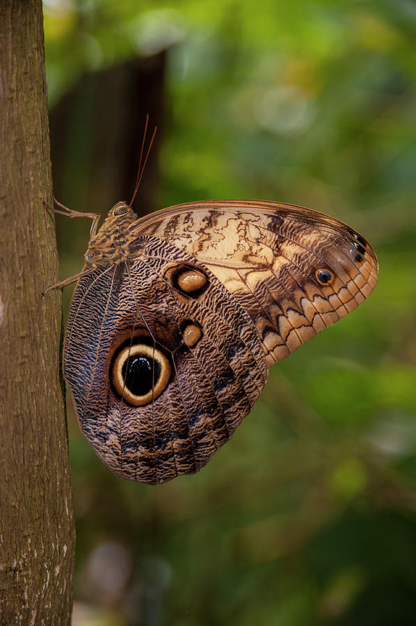 Butterfly Photograph - Central America, Honduras, Roatan #14 by Jim Engelbrecht
