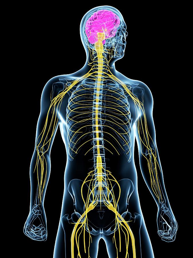 Central Nervous System Photograph by Sciepro/science Photo Library ...