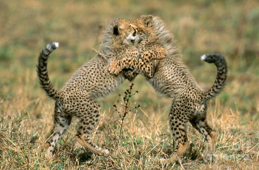 Cheetah #14 Photograph by Art Wolfe