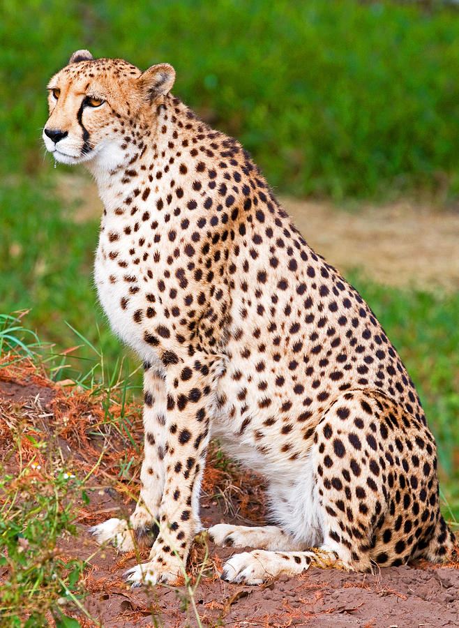 Cheetah #14 Photograph by Millard H. Sharp - Pixels