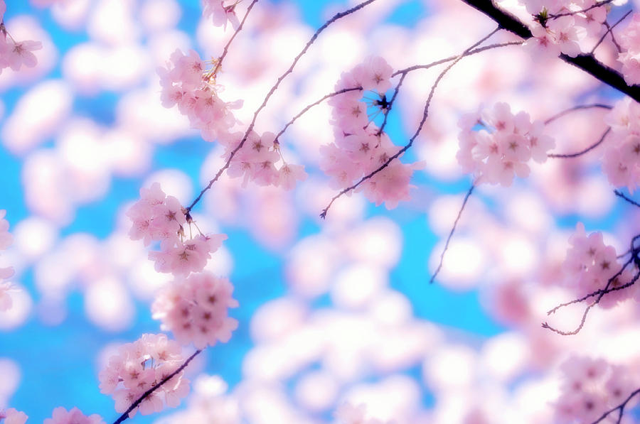 Cherry Blossom (prunus Serrulata) #14 Photograph by Science Photo Library Cherry Blossom (prunus Serrulata) #14 Photograph by Science Photo Library