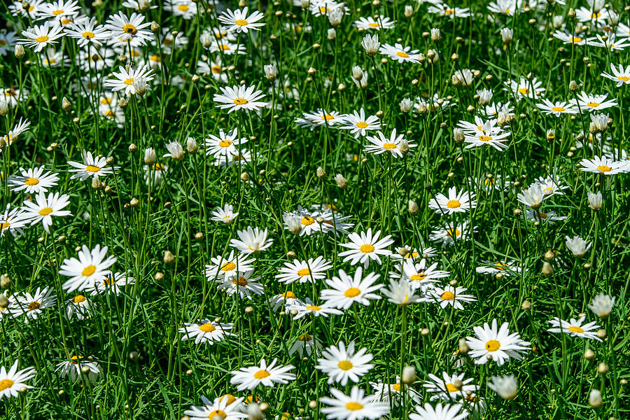 Daisies #14 Photograph by Michael Goyberg
