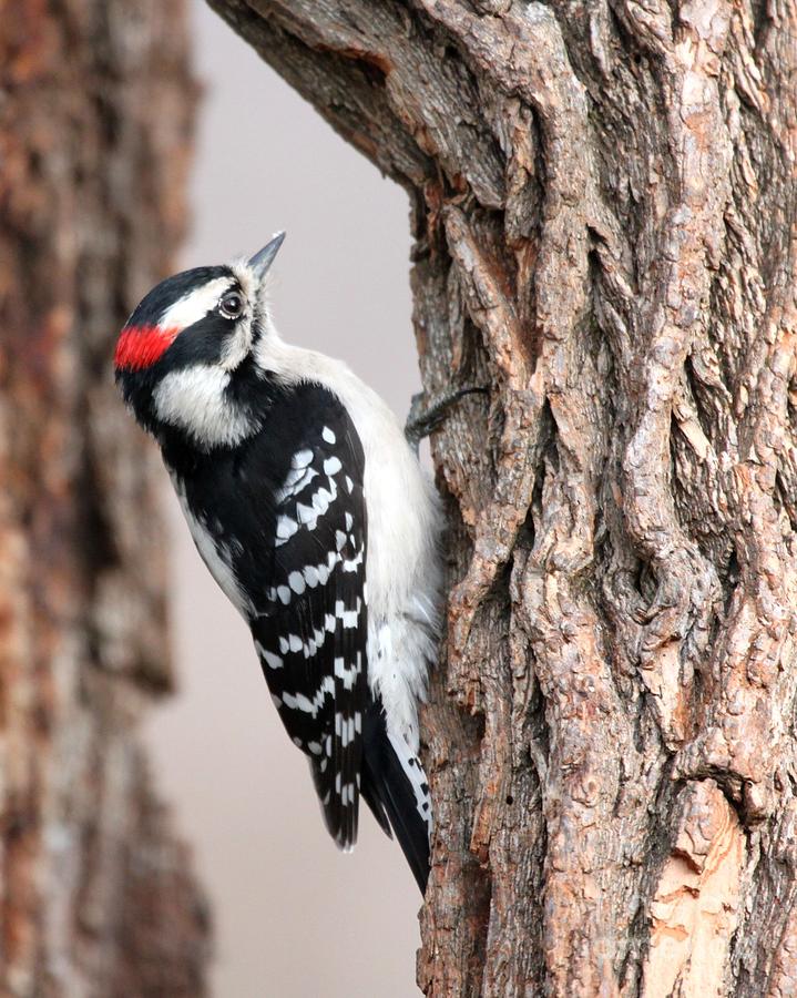 downy woodpecker flying