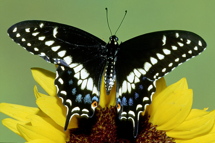 Eastern Black Swallowtail Butterfly #14 Photograph by Millard H. Sharp