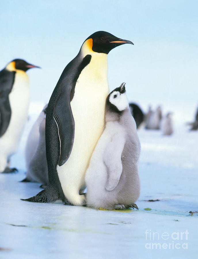 Emperor Penguin Aptenodytes Forsteri #14 Photograph by Hans Reinhard