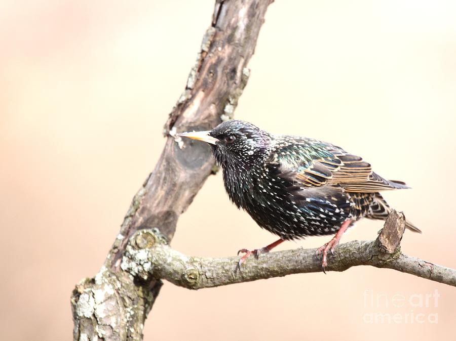 European Starling #14 Photograph by Jack R Brock