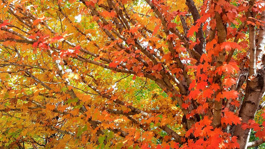 Fall Explosion of Color #14 Photograph by Kenny Glover