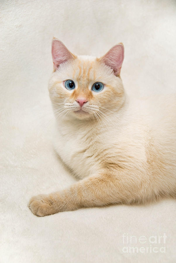 Cat Photograph - Flame Point Siamese Cat #14 by Amy Cicconi