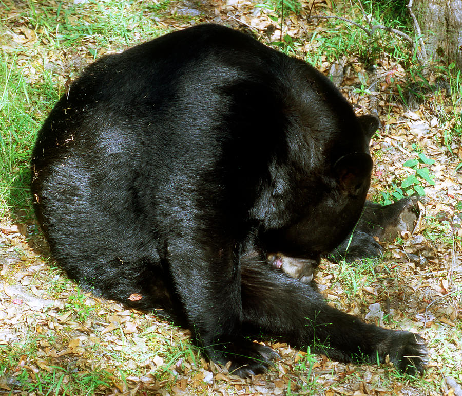 Florida Black Bear #14 Photograph by Millard H. Sharp