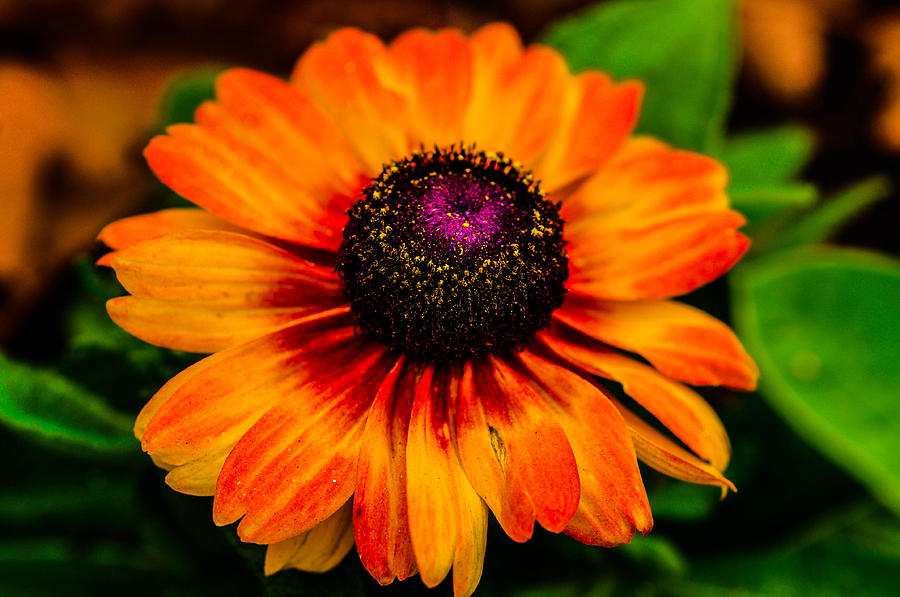 Flower #2 Photograph by Gerald Kloss
