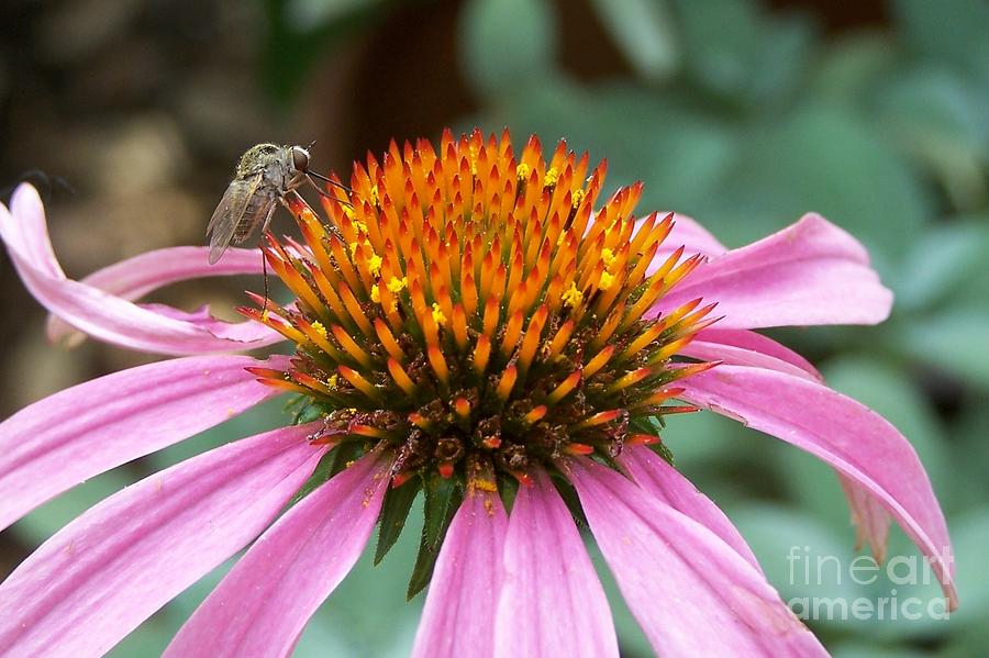 flower-photograph-by-randy-mass-fine-art-america