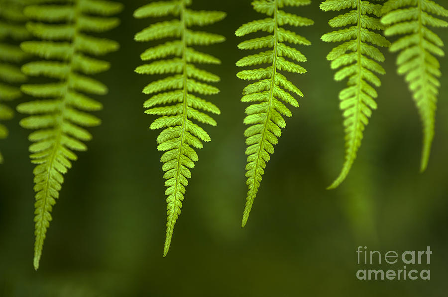 Forest setting with close-ups of ferns #14 Photograph by Jim Corwin