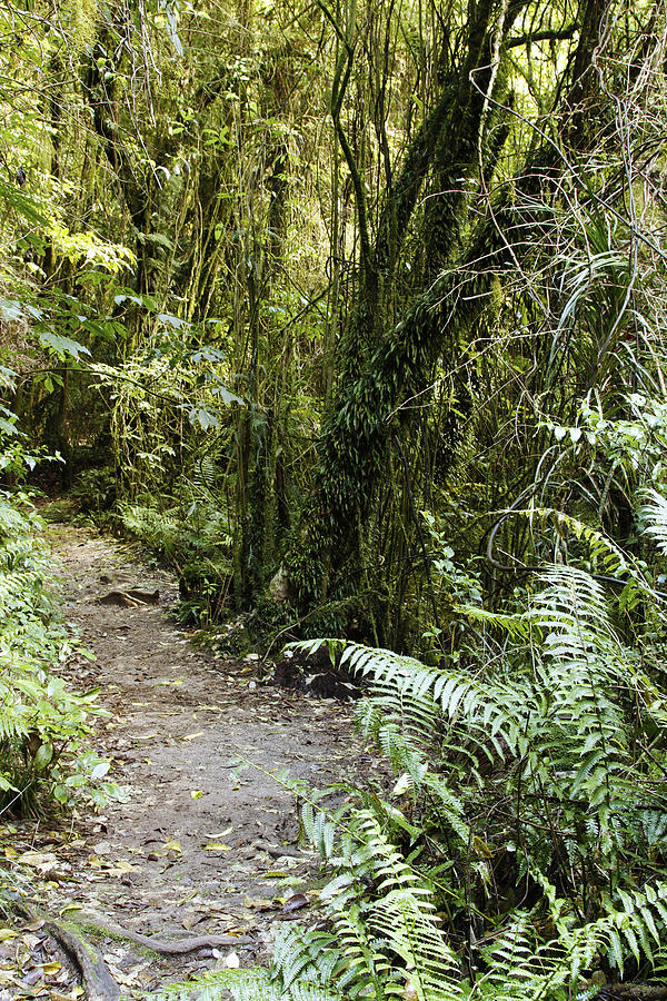 Jungle Photograph - Forest trail #14 by Les Cunliffe