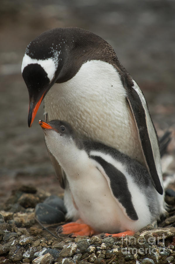 Gentoo Penguin With Young #14 Photograph by John Shaw