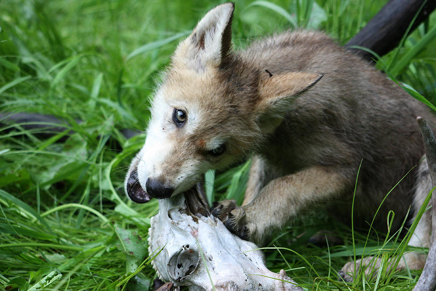 Gray Wolf Pup #14 Photograph by Amanda Stadther
