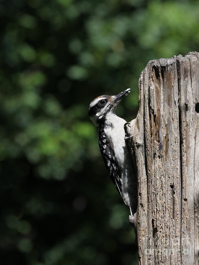 Hairy Woodpecker #14 Photograph by Jack R Brock