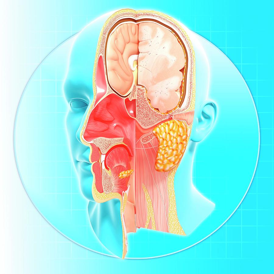 Head Anatomy Photograph by Pixologicstudio/science Photo Library