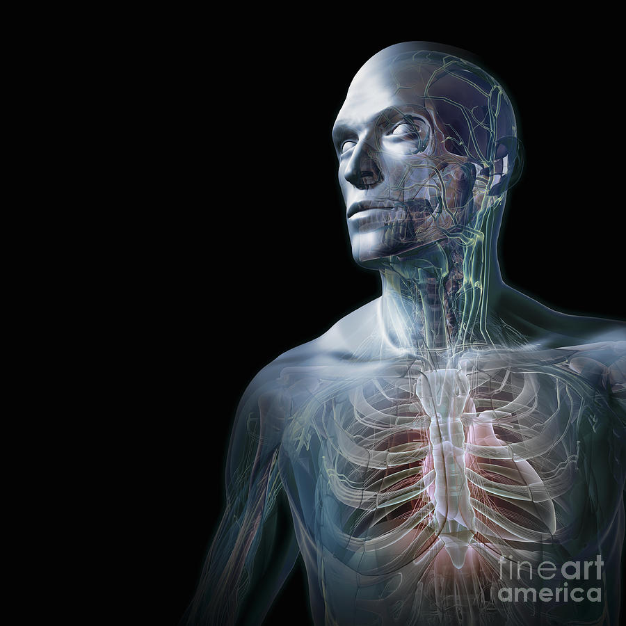 Human Anatomy #14 Photograph by Science Picture Co