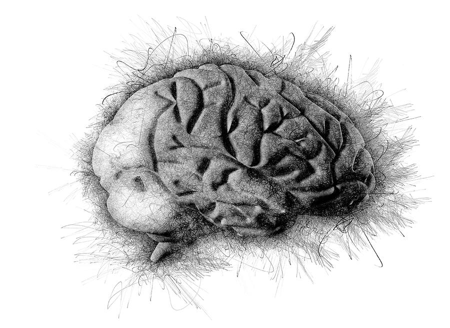 Human Brain #14 Photograph by Jesper Klausen / Science Photo Library
