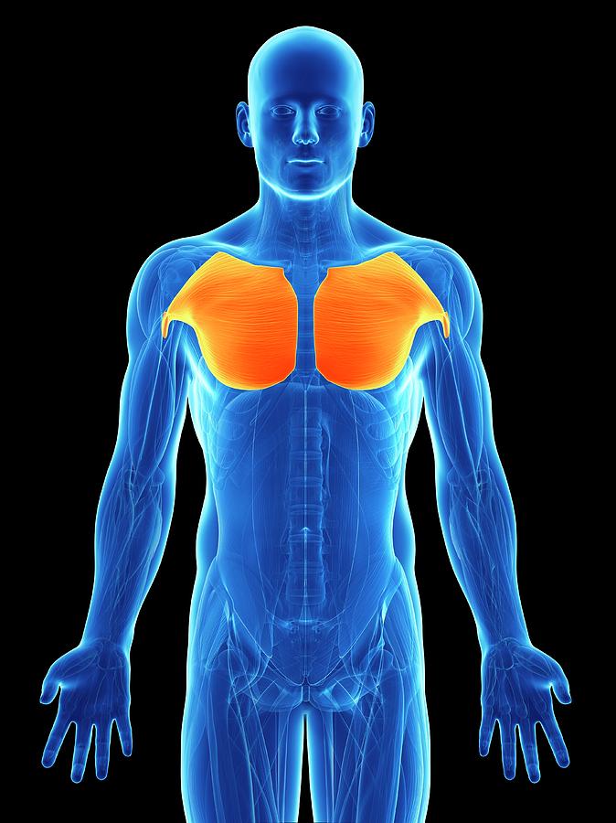 ArtStation - The great chest muscle - pectoralis major, Anatomy