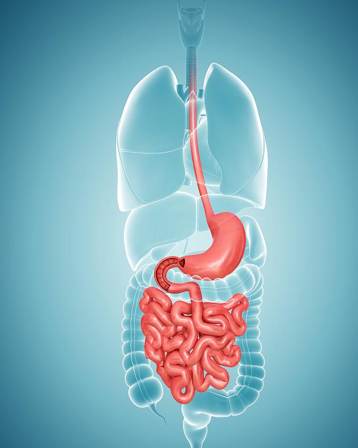 Human Digestive System Photograph By Pixologicstudio Fine Art America
