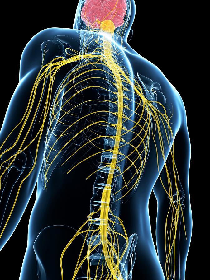 Illustration Photograph - Human Nervous System #14 by Sebastian Kaulitzki