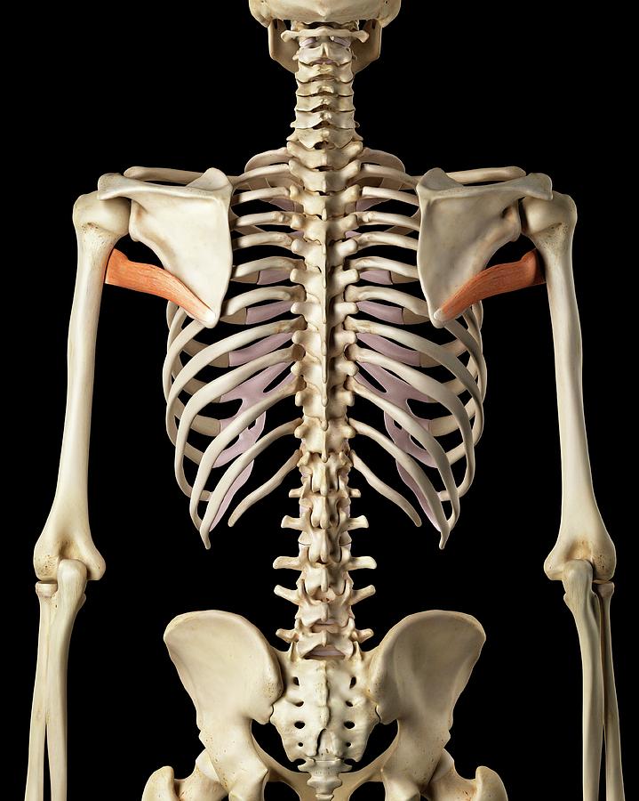 Human Shoulder Muscles Photograph by Sciepro - Pixels