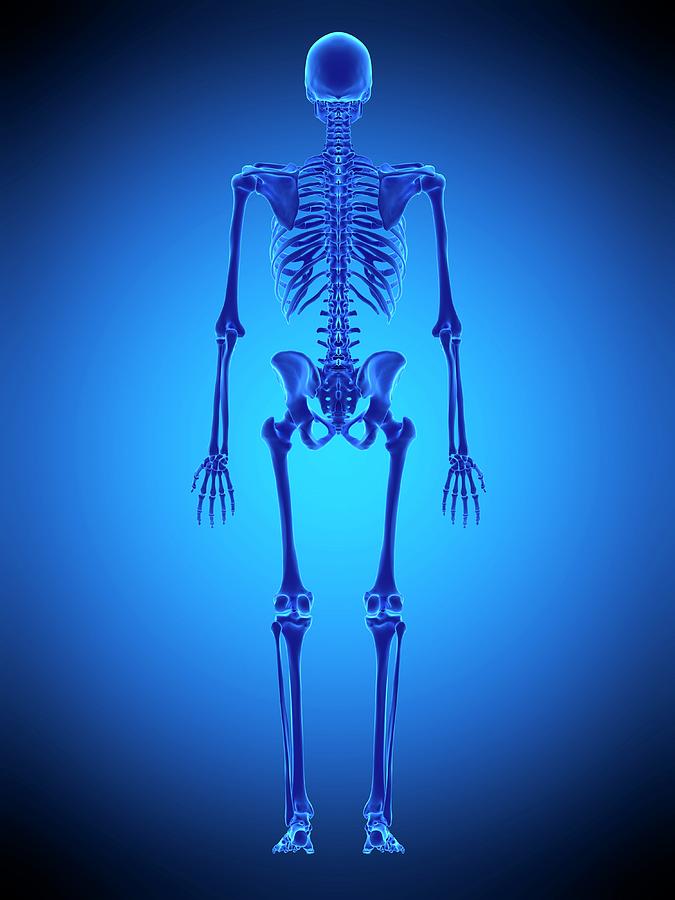Human Skeleton #14 Photograph by Sebastian Kaulitzki/science Photo Library