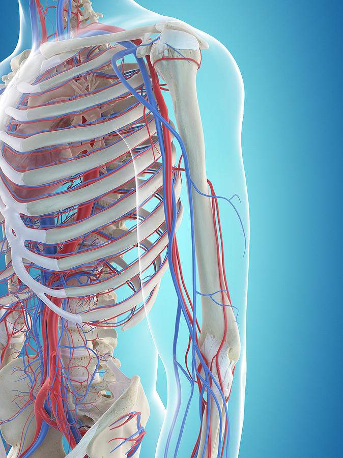 Human Vascular System Photograph by Sciepro