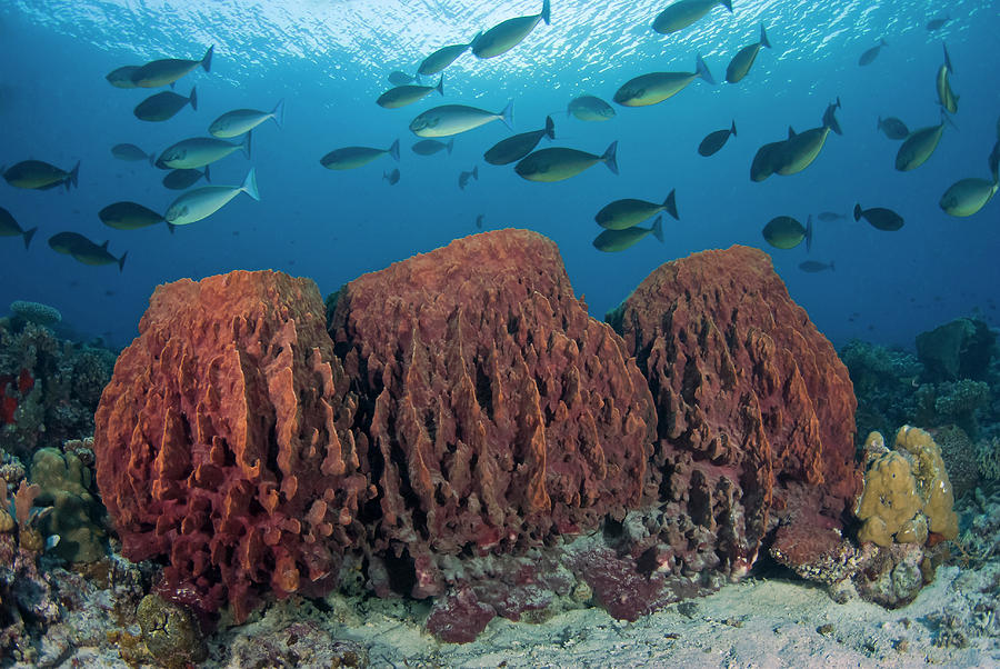 The Beauty Of Cenderawasih Bay National Park
