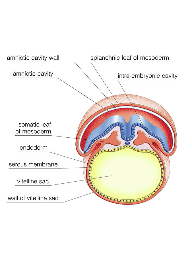 Intra Embryonic Cavities Photograph By Asklepios Medical Atlas Pixels The Best Porn Website 8834