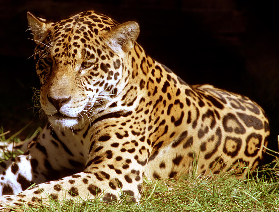 Jaguar #14 Photograph by Millard H. Sharp