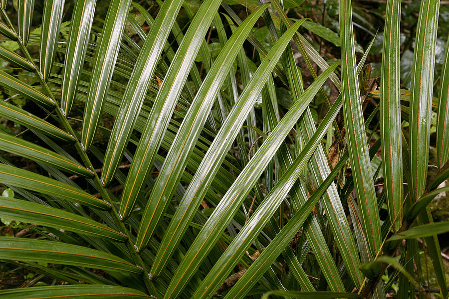 Jungle leaves #14 Photograph by Les Cunliffe