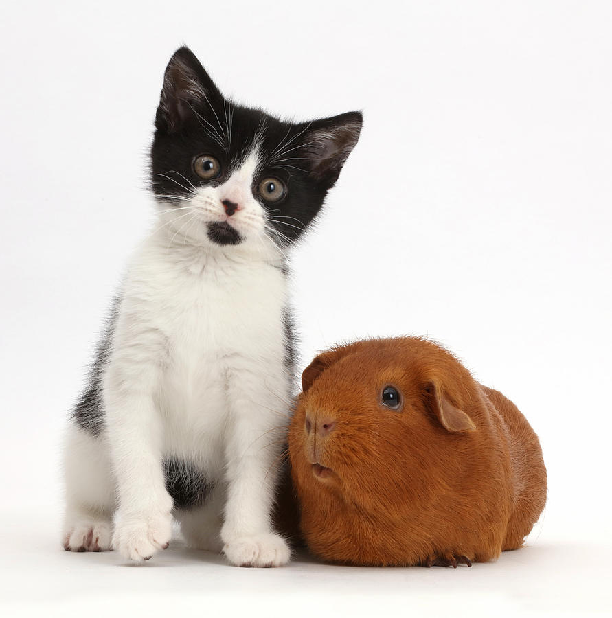 Kitten And Guinea Pig #14 Photograph by Mark Taylor