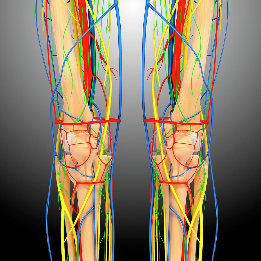 Knee Anatomy Photograph by Pixologicstudio/science Photo Library - Fine ...