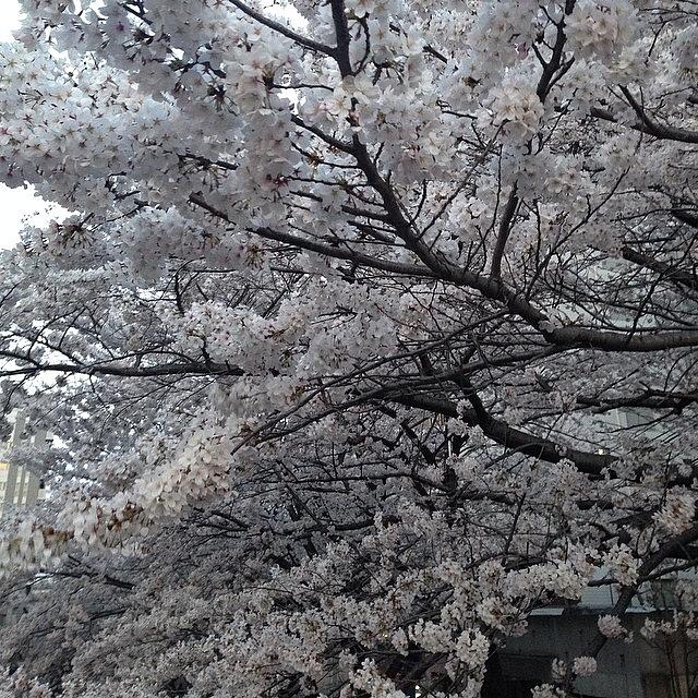 Landscape Photograph - #landscape Cherryblossoms by Tokyo Sanpopo Landscape Photograph - #landscape Cherryblossoms by Tokyo Sanpopo